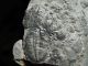 Two 100 Natural Entwined Utah Trilobite Fossils In Cambrian Era Matrix 282gr E The Americas photo 8