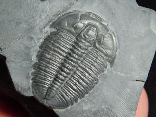 A Perfect Larger 500 Million Year Old Utah Elrathia Trilobite Fossil 130.  5gr B photo