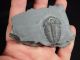 A Perfect Larger 500 Million Year Old Utah Elrathia Trilobite Fossil 130.  5gr B The Americas photo 2