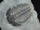 A Perfect Larger 500 Million Year Old Utah Elrathia Trilobite Fossil 130.  5gr B The Americas photo 3
