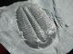A Perfect Larger 500 Million Year Old Utah Elrathia Trilobite Fossil 130.  5gr B The Americas photo 4