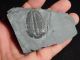 A Perfect Larger 500 Million Year Old Utah Elrathia Trilobite Fossil 130.  5gr B The Americas photo 6