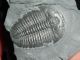 A Perfect Larger 500 Million Year Old Utah Elrathia Trilobite Fossil 130.  5gr B The Americas photo 7