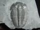A Perfect Larger 500 Million Year Old Utah Elrathia Trilobite Fossil 130.  5gr B The Americas photo 8