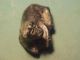 Bactrian Amulet Of Black Steatite Circa 300 - 100 Bc (lion) Near Eastern photo 3