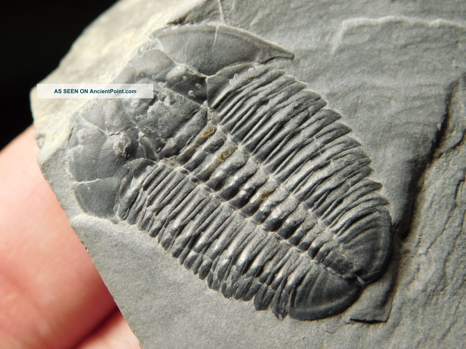 A & Natural Elrathia Trilobite Fossil 500 Million Years Old Utah 144.  2gr E The Americas photo