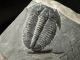 A & Natural Elrathia Trilobite Fossil 500 Million Years Old Utah 144.  2gr E The Americas photo 2