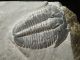 A & Natural Elrathia Trilobite Fossil 500 Million Years Old Utah 144.  2gr E The Americas photo 3