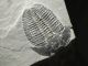 A & Natural Elrathia Trilobite Fossil 500 Million Years Old Utah 144.  2gr E The Americas photo 4