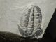 A & Natural Elrathia Trilobite Fossil 500 Million Years Old Utah 144.  2gr E The Americas photo 5