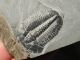 A & Natural Elrathia Trilobite Fossil 500 Million Years Old Utah 144.  2gr E The Americas photo 6