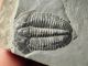 A & Natural Elrathia Trilobite Fossil 500 Million Years Old Utah 144.  2gr E The Americas photo 8