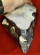 Lower Paleolithic,  Giant 27cm Two Handed Acheulian Pointed Axe Neolithic & Paleolithic photo 1