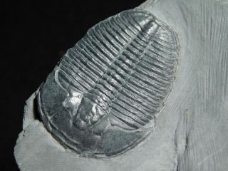 A & Natural Elrathia Trilobite Fossil 500 Million Years Old Utah 62.  5gr D photo