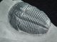 A & Natural Elrathia Trilobite Fossil 500 Million Years Old Utah 62.  5gr D The Americas photo 1