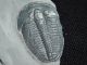 A & Natural Elrathia Trilobite Fossil 500 Million Years Old Utah 62.  5gr D The Americas photo 2