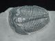 A & Natural Elrathia Trilobite Fossil 500 Million Years Old Utah 62.  5gr D The Americas photo 3