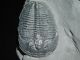 A & Natural Elrathia Trilobite Fossil 500 Million Years Old Utah 62.  5gr D The Americas photo 4