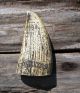 Scrimshaw Replica Resin Whale Tooth 