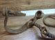 Very Rare Old Ancient Forged Viking Shackles On A Foot. Viking photo 4