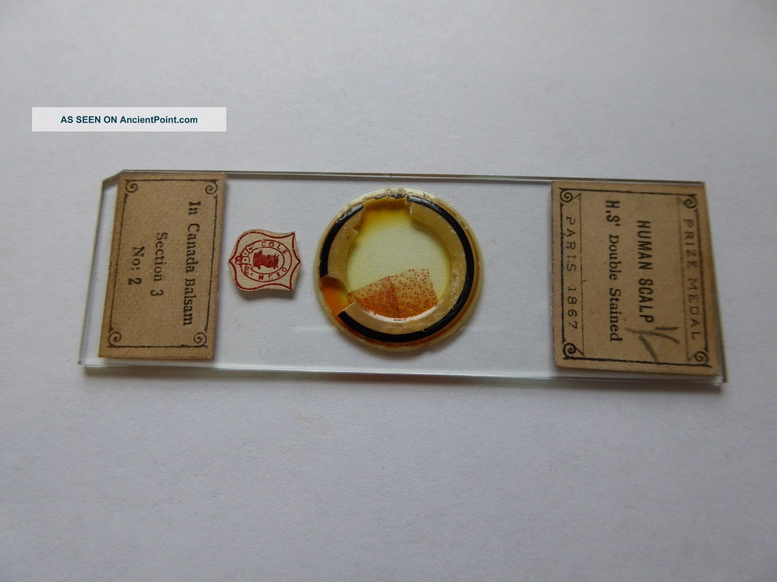 Antique Prize Medal Microscope Slide - Human Scalp In Canada Balsam - Cole Deun Other Antique Science Equip photo