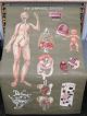 Rare Vintage 1960 ' S ? A.  J.  Nystrom Frohse Medical Anatomy Charts 11 Total Charts Other Antique Science, Medical photo 10