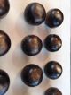 12 Antique Vintage Ball - Shaped Buttons ? Horn Or Veg Ivory On Card Buttons photo 7