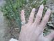 Ancient Roman Silver Ring Christogram Museum Quality Artifact Extremely Rare Roman photo 2
