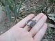 Ancient Roman Legionary Silver Ring Emperor Augustus Museum Quality Artifact Roman photo 10