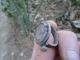 Ancient Roman Legionary Silver Ring Emperor Augustus Museum Quality Artifact Roman photo 8