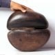 Rare Old Coco De Mer Seychelles Double Nut Seed,  Museum Piece 4789r2 Pacific Islands & Oceania photo 7