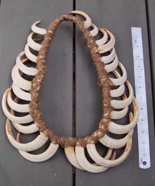 Old Guinea Highland Multiple Boar Tusk Necklace Prestige Ornament photo