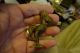 Old Bronze West Coast African Gold Weight Of A Rooster Cast Sculptures & Statues photo 4