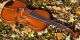 Fine Czech Antique Violin,  Maggini Model.  Build & Tone String photo 7