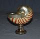 Real Nautilus Sea Shell & Silver Plate Candle Holder Other Antique Silverplate photo 4