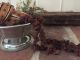 Primitive Early Style Colonial Dried Cloves Oranges Cranberry Garland Christmas Primitives photo 1