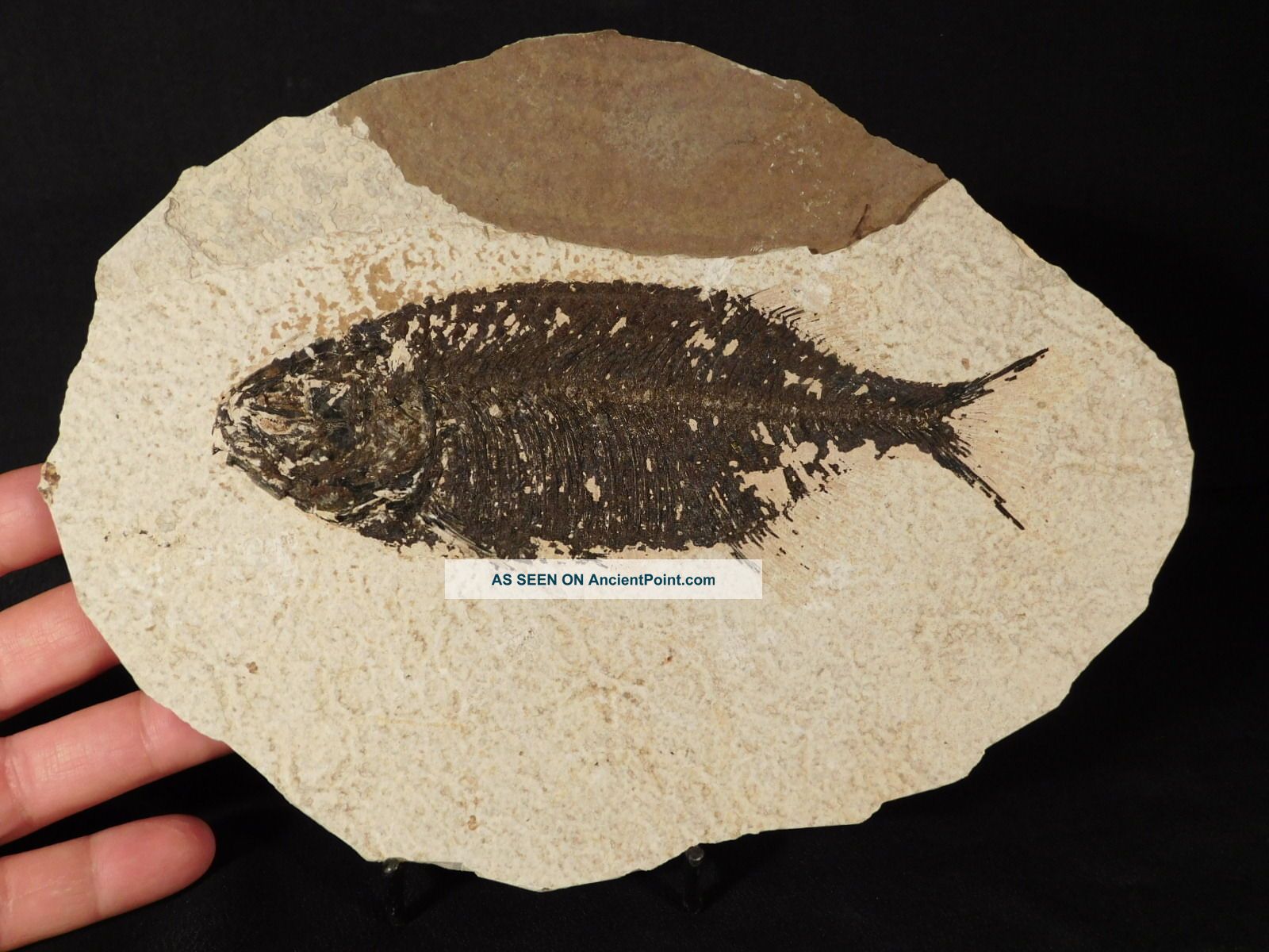 A Larger 50 Million Year Old 100 Natural Phareodus Fish Fossil Wyoming 586gr E The Americas photo