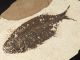 A Larger 50 Million Year Old 100 Natural Phareodus Fish Fossil Wyoming 586gr E The Americas photo 1