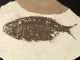 A Larger 50 Million Year Old 100 Natural Phareodus Fish Fossil Wyoming 586gr E The Americas photo 2