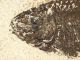 A Larger 50 Million Year Old 100 Natural Phareodus Fish Fossil Wyoming 586gr E The Americas photo 3