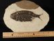 A Larger 50 Million Year Old 100 Natural Phareodus Fish Fossil Wyoming 586gr E The Americas photo 4