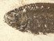 A Larger 50 Million Year Old 100 Natural Phareodus Fish Fossil Wyoming 586gr E The Americas photo 5