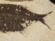 A Larger 50 Million Year Old 100 Natural Phareodus Fish Fossil Wyoming 586gr E The Americas photo 6