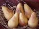 Primitive Pear Bowl Fillers Christmas Fabric Farmhouse Fruit Basket Ornies Primitives photo 1