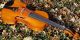 Czech Vintage Violin,  Faithful Stradivarius Copy.  Gorgeously Mellow Tone String photo 8