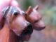 2 Tiny Vintage Wooden Dog Figurines Hand Carved Spitz Terrier Antique Folk Art Primitives photo 1