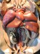 Vintage Plaster Water Frog Anatomy Model In Curio Other Medical Antiques photo 1