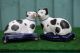 Pair: Mid 19thc Staffordshire Recumbent B & W Blue Eyed Cats C1860s Figurines photo 5