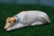 Superb: Mid 19thc Staffordshire Porcellaneous Recumbent Greyhound Dog C1860s Figurines photo 1