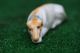 Superb: Mid 19thc Staffordshire Porcellaneous Recumbent Greyhound Dog C1860s Figurines photo 2